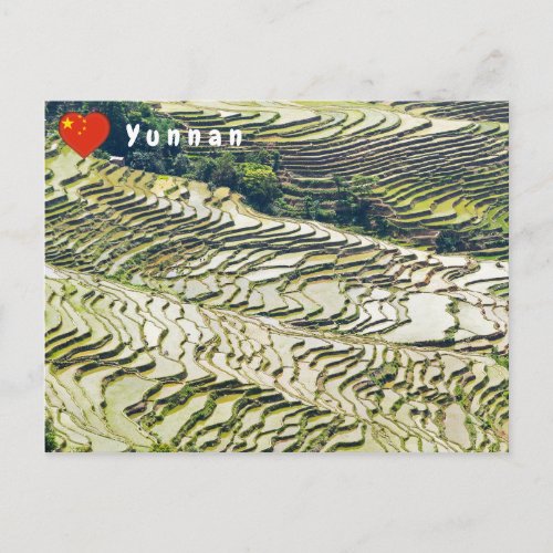 Famous yuanyang Rice Terraces _ Yunnan China Postcard