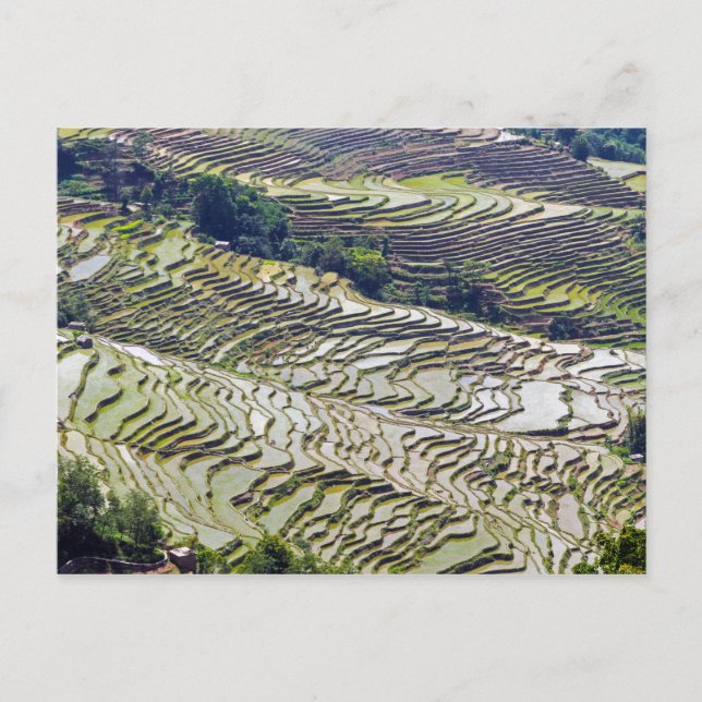 Famous yuanyang Rice Terraces - Yunnan, China Postcard (Front)