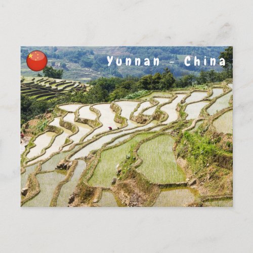 Famous yuanyang Rice Terraces _ Yunnan China Postcard