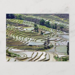 Famous yuanyang Rice Terraces - Yunnan, China Postcard