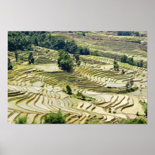 Famous yuanyang Rice Terraces _ Yunnan China Poster