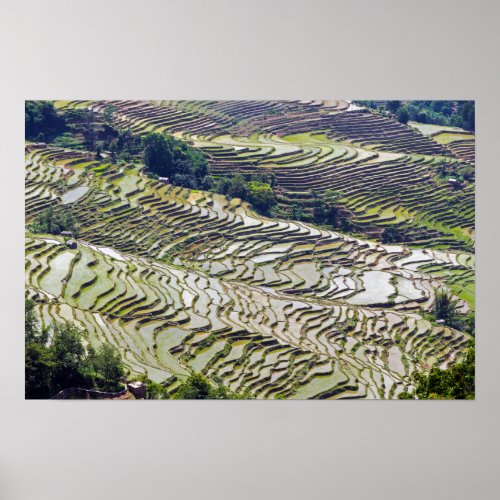 Famous yuanyang Rice Terraces _ Yunnan China Poster