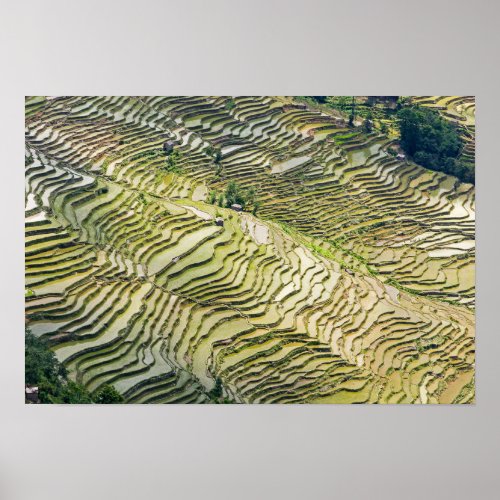 Famous yuanyang Rice Terraces _ Yunnan China Poster