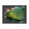 Famouse Green Moray Eel
