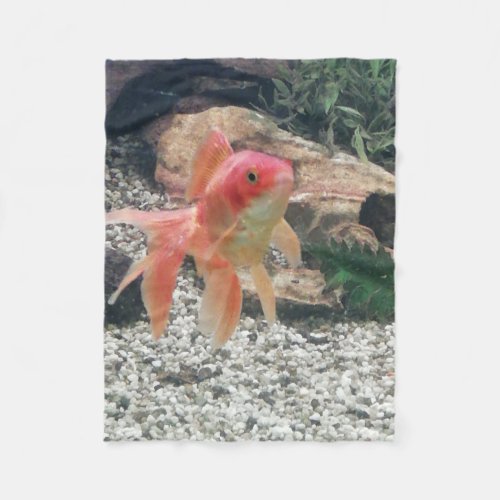 Fan tailed goldfish in an aquarium fleece blanket