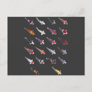 Fanatical About Koi Postcard