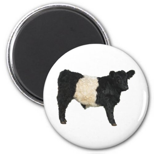 Fancy an Oreo Belted Galloway Cow Magnet