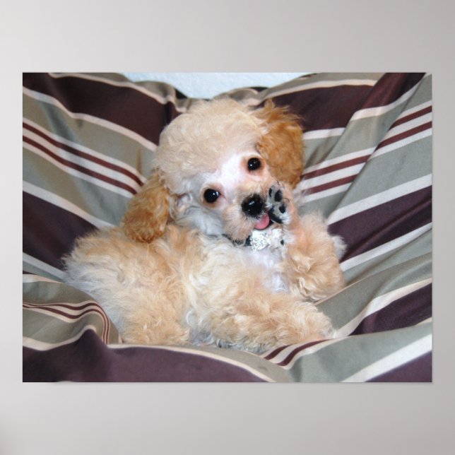 Fancy Apricot Poodle Puppy..talking Poster (Front)