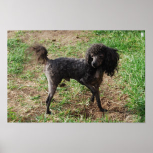 Fancy Black Toy Poodle Boy Poster