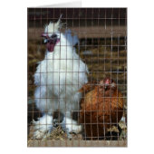 Fancy Chickens Cards (Front)