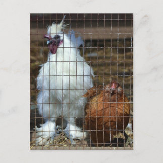 Fancy Chickens Postcard