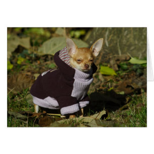 Fancy Chihuahua Cards