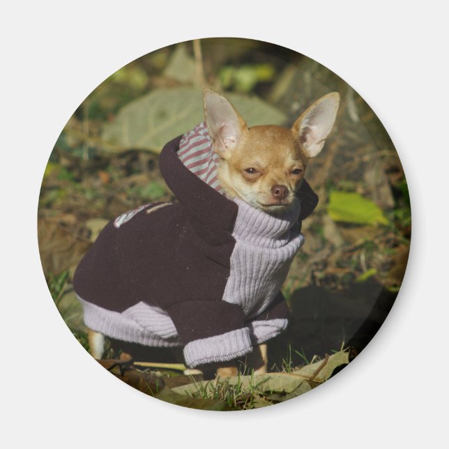 Fancy Chihuahua Magnet (Front)