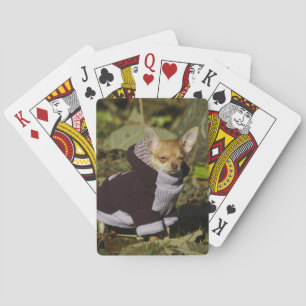 Fancy Chihuahua Poker Cards