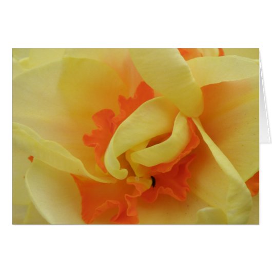 Fancy Daffodil Greeting Card (Front Horizontal)
