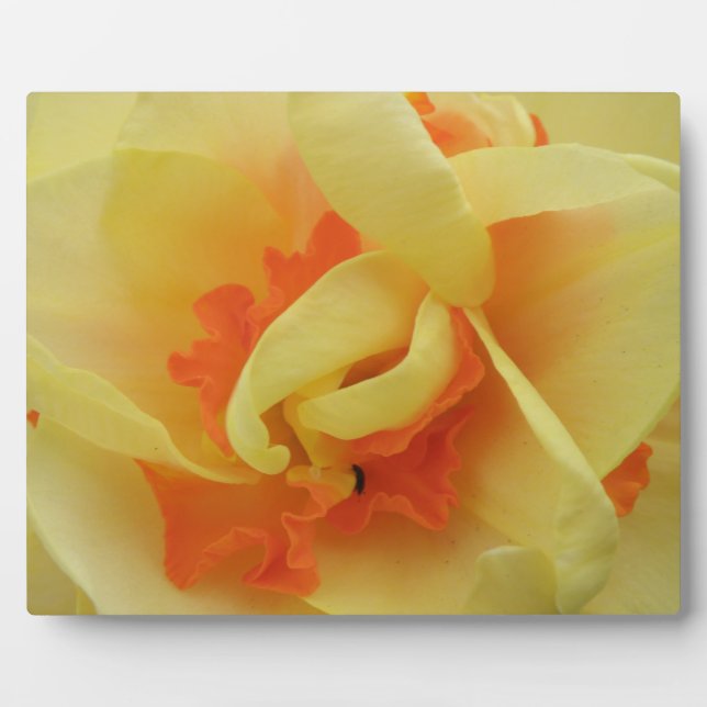 Fancy Daffodil Plaque (Front)
