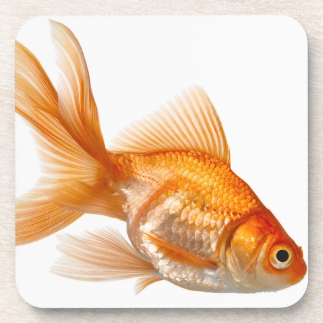Fancy Goldfish Beverage Coaster (Front)