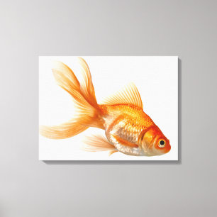Fancy Goldfish Canvas Print