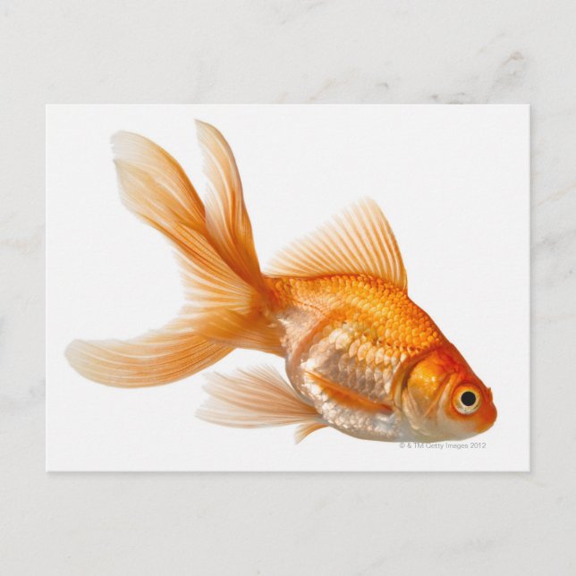 Fancy Goldfish Postcard (Front)