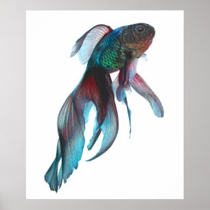 Fancy Goldfish Poster