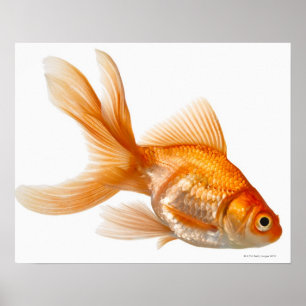 Fancy Goldfish Poster