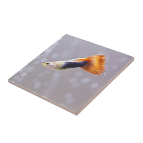 Fancy Guppy Tile