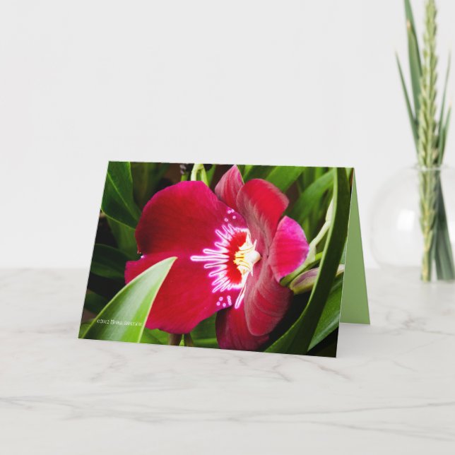 Fancy Orchid Red Letterpress Thank You Card (Front)