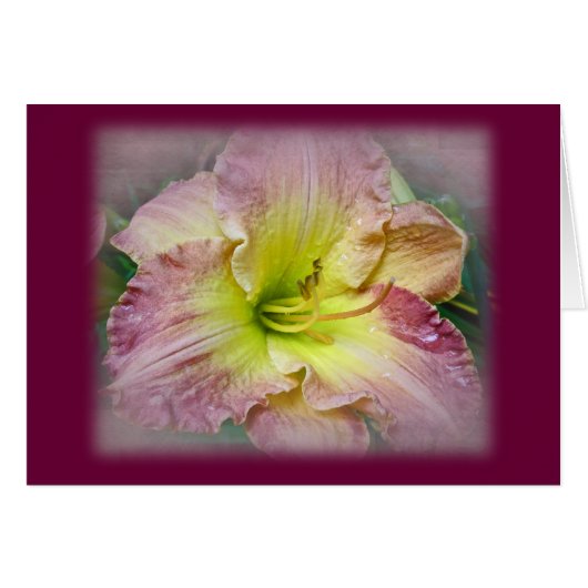 Fancy Pink Daylily Blossom (Front Horizontal)