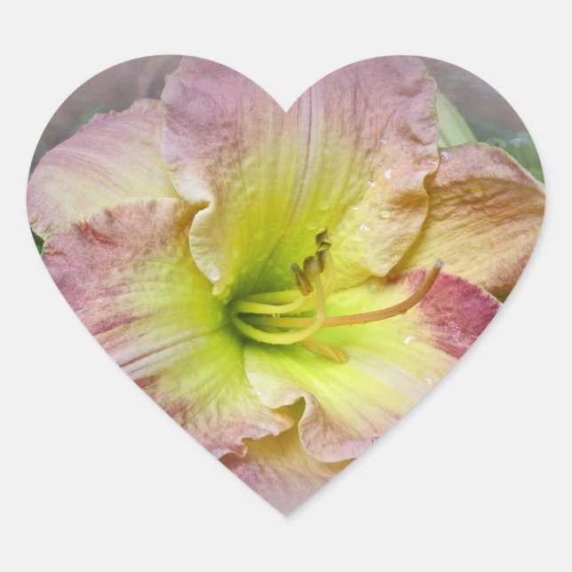 Fancy Pink Daylily Blossom Heart Sticker (Front)