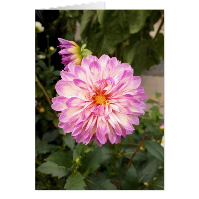 Fancy Purple and White Dahlia Blank Card (Front)