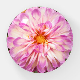 Fancy Purple and White Dahlia Flower Paperweight