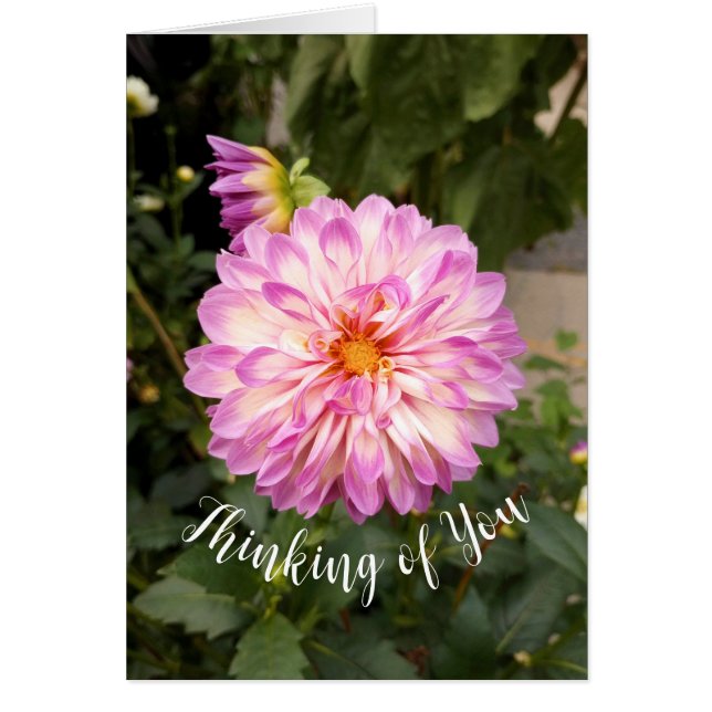 Fancy Purple and White Dahlia Thinking of You Card (Front)