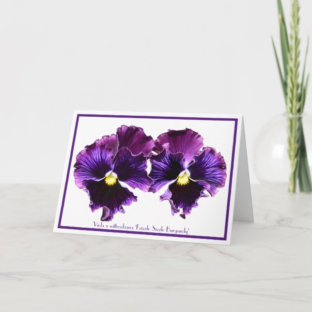 Fancy Purple Pansies Collectible Greeting Cards (Front)
