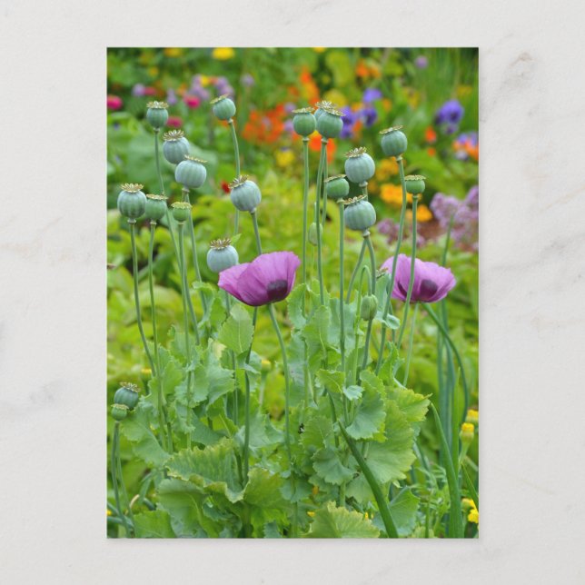 Fancy purple poppies postcard (Front)