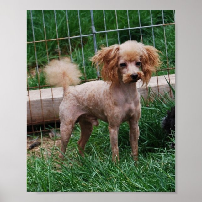 Fancy Red Apricot Toy poodle boy Poster (Front)