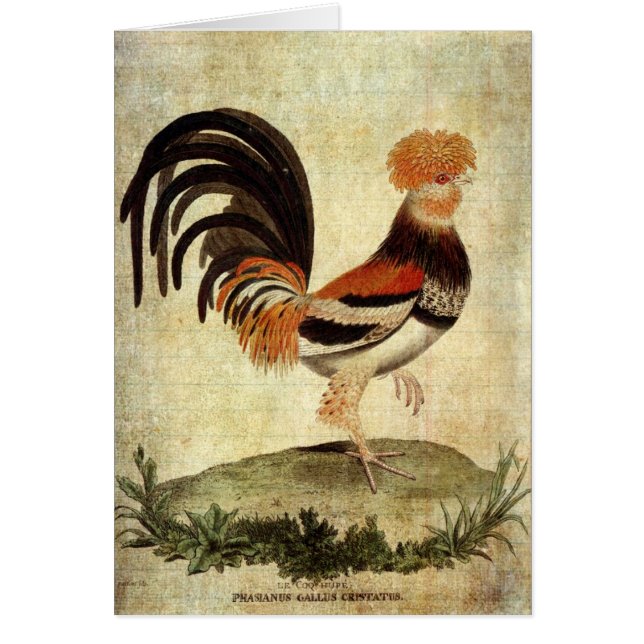 Fancy Rooster Cards (Front)