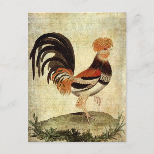 Fancy Rooster Postcard