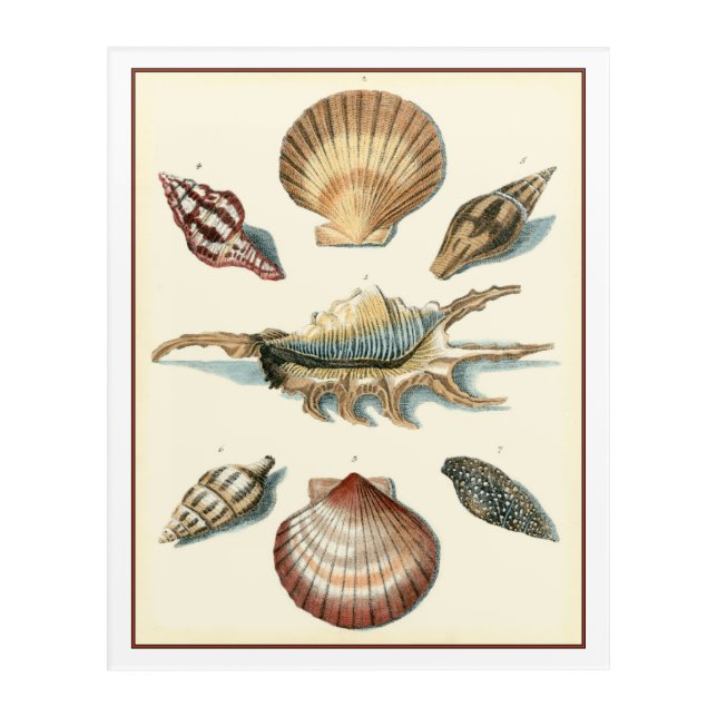 Fancy Shell Beach Acrylic Print (Front)