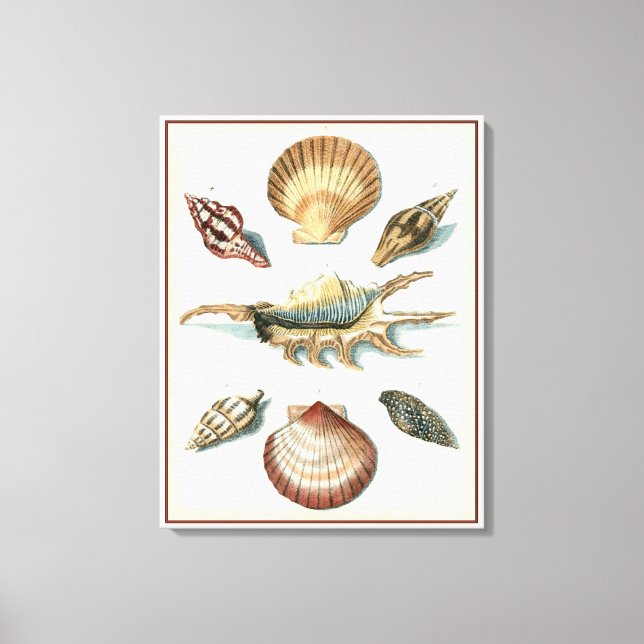 Fancy Shell Beach Canvas Print (Front)