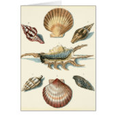 Fancy Shell Beach Cards (Front)