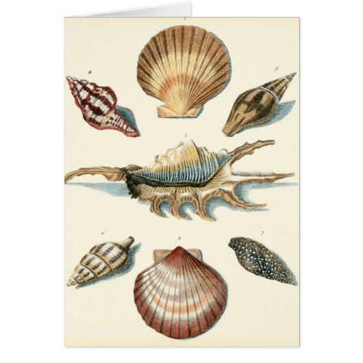 Fancy Shell Beach Cards (Front)