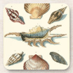 Fancy Shell Beach Drink Coaster