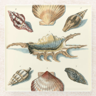 Fancy Shell Beach Glass Coaster