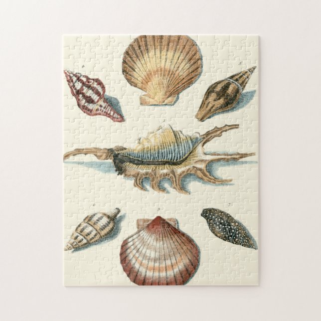 Fancy Shell Beach Jigsaw Puzzle (Vertical)