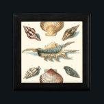 Fancy Shell Beach Keepsake Box<br><div class="desc">George Wolfgang Knorr is known for the delicate detail and precision of his illustrations of shells and starfish. His drawings were influenced by his own interest in science, a popular subject matter of his era.</div>