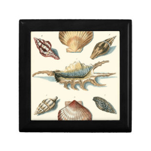 Fancy Shell Beach Keepsake Box