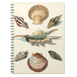 Fancy Shell Beach Notebook