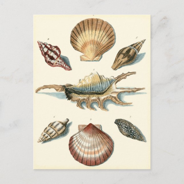 Fancy Shell Beach Postcard (Front)