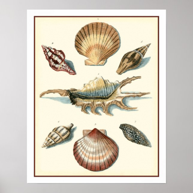 Fancy Shell Beach Poster (Front)