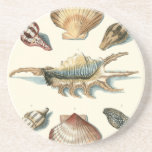 Fancy Shell Beach Sandstone Coaster